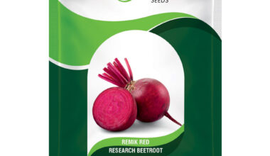 Beetroot Remik Red - 10gm