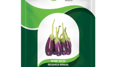 Brinjal Remik Shlok - 2gm