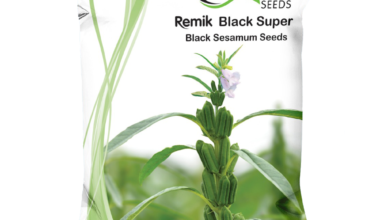 Sesamum Remik Black Super - 0.5kg