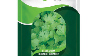 Coriander Remik Aroma - 500gm