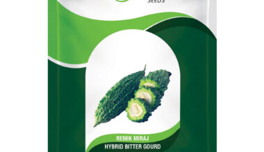 Hybrid Bitter Guard Remik Miraj - 3gm