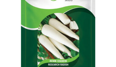 Radish Remik Chandani - 500gm