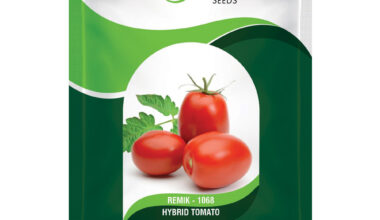 Tomato Remik 1068 - 10gm