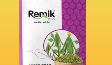 Green Gram Gujarat – 4 - 2kg
