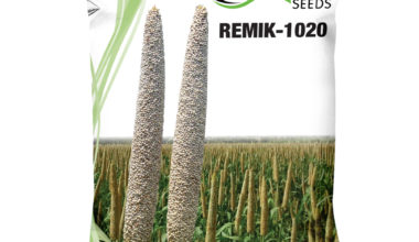 Hybrid Bajra Remik-1020 - 1.5kg
