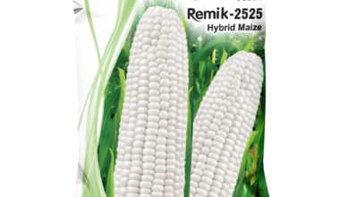 Hybrid Maize Remik 2525 - 4kg ( White)