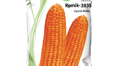 Hybrid Maize Remik 3535 - 4kg ( Single Cross Yellow)