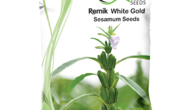 Sesamum Remik White Gold - 0.5kg
