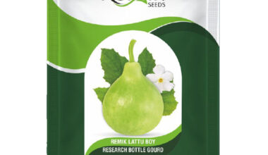 Hy. Bottle Gourd Remik Lattu Boy (5 GM)
