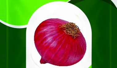 Research Onion Remik N-53 500GM
