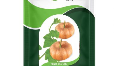 Hybrid Pumpkin Remik veg God (3 gm)