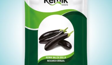 Brinjal Remik BLACK DOLLA - 10 GM