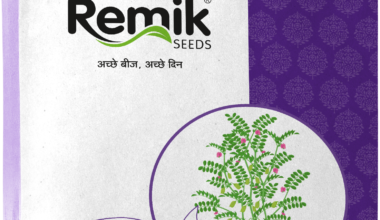 Gram seeds Gujarat 5 - 10kg